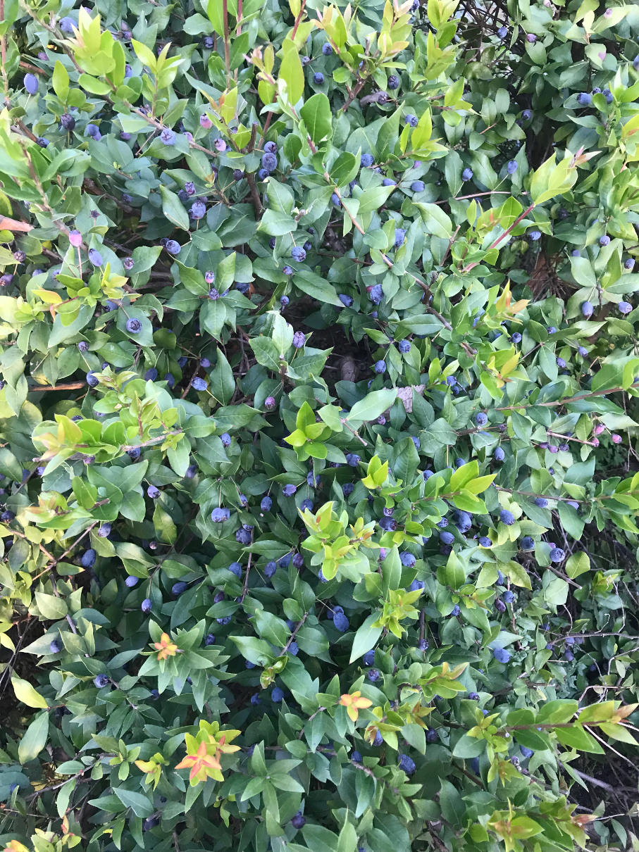 pianta-bacche.mirto-sardo-pure-sardinia